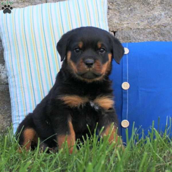 River, Rottweiler Puppy