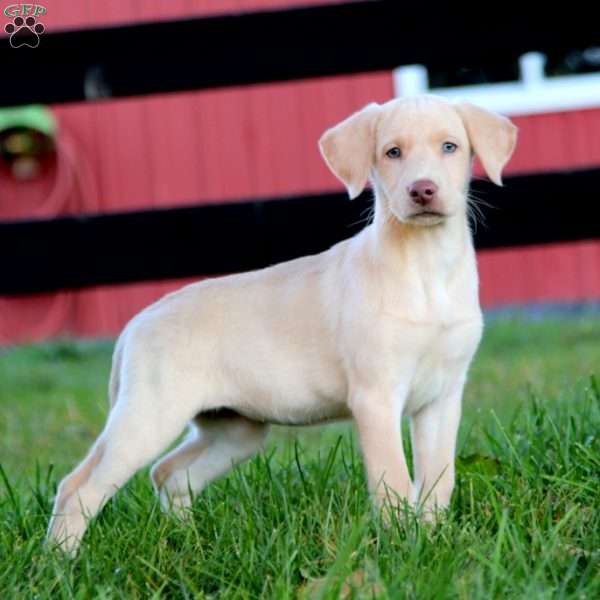 River, Yellow Labrador Retriever Puppy