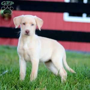 River, Yellow Labrador Retriever Puppy