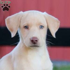 River, Yellow Labrador Retriever Puppy