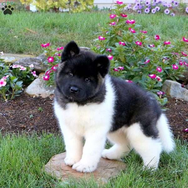 Rocket, Akita Puppy