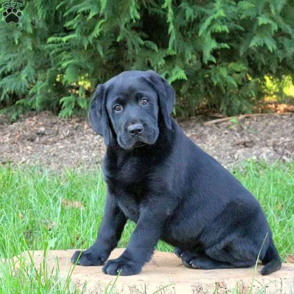 Rocket, Black Labrador Retriever Puppy