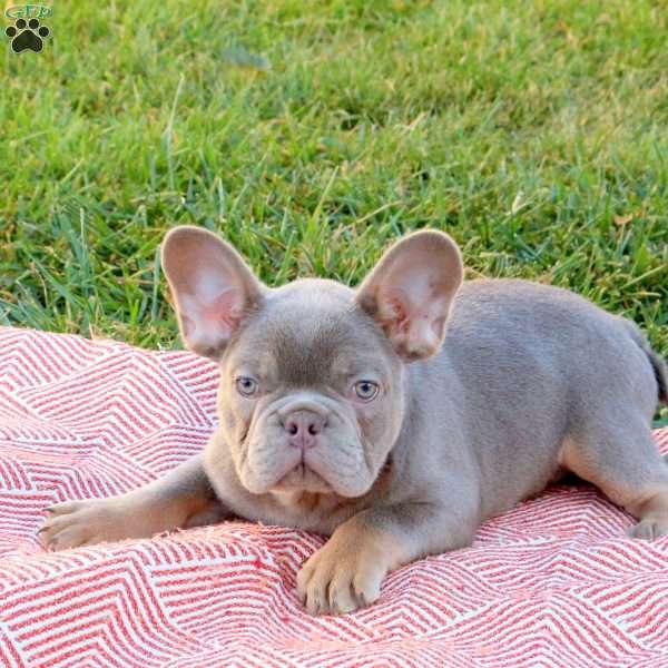 Rocket, French Bulldog Puppy