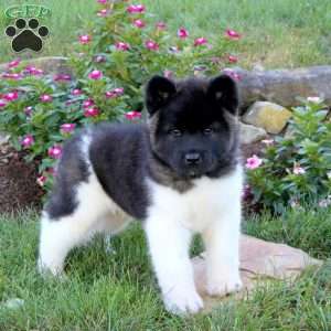 Rocket, Akita Puppy