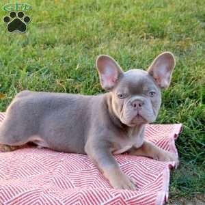 Rocket, French Bulldog Puppy