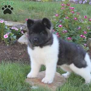 Rocket, Akita Puppy