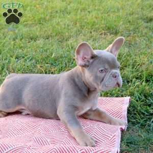 Rocket, French Bulldog Puppy