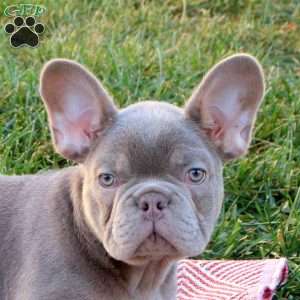 Rocket, French Bulldog Puppy