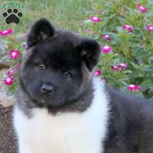 Rocket, Akita Puppy