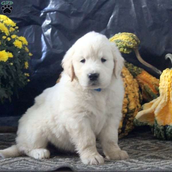 Rocky, English Cream Golden Retriever Puppy