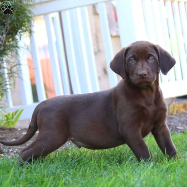 Rocky, Chocolate Labrador Retriever Puppy