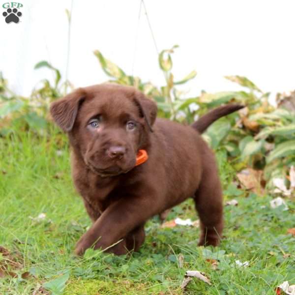 Rocky, Chocolate Labrador Retriever Puppy