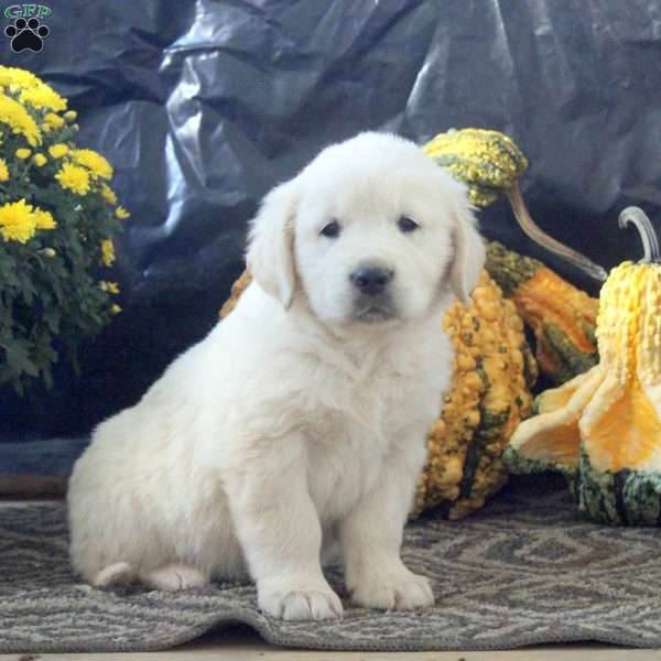 Roger, English Cream Golden Retriever Puppy