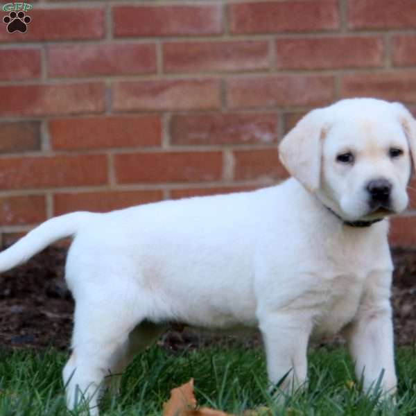 Romeo, Yellow Labrador Retriever Puppy