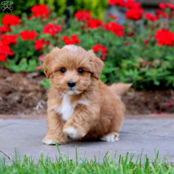 Romeo, Maltipoo Puppy