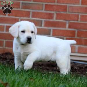 Romeo, Yellow Labrador Retriever Puppy