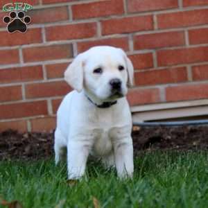 Romeo, Yellow Labrador Retriever Puppy