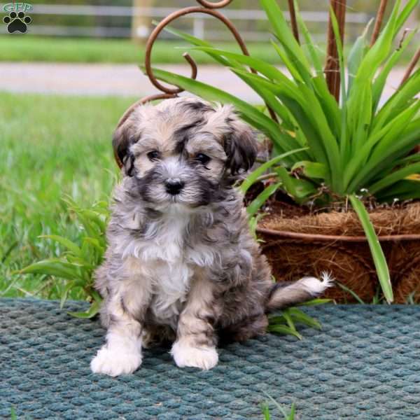 Rookie, Havanese Puppy