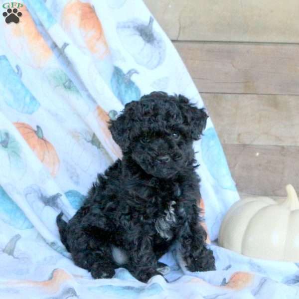 Rory, Toy Poodle Puppy