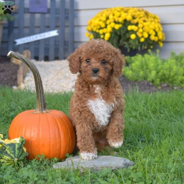 Rosella, Cavapoo Puppy