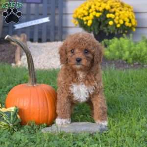 Rosella, Cavapoo Puppy