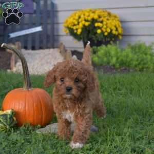 Rosella, Cavapoo Puppy