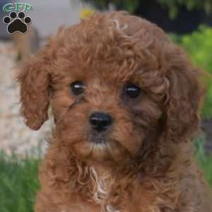 Rosella, Cavapoo Puppy