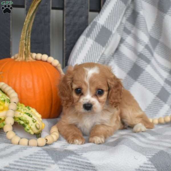 Rosie, Miniature Poodle Mix Puppy