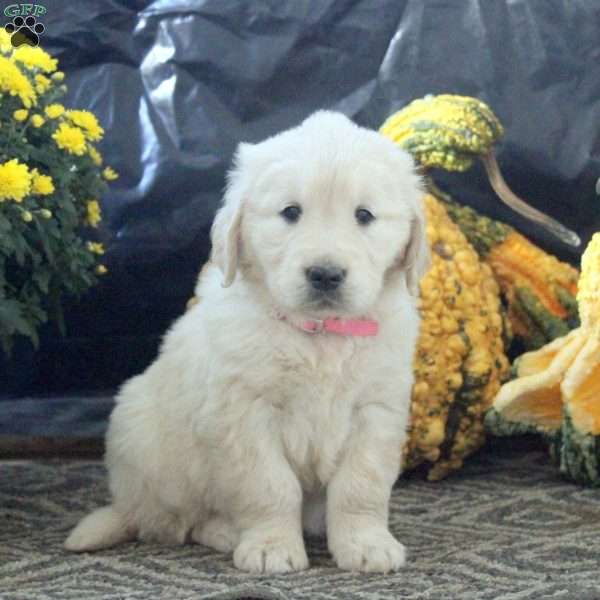 Rosie, English Cream Golden Retriever Puppy