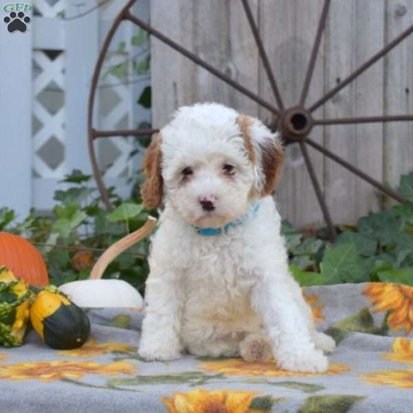 Rosie, Cavapoo Puppy