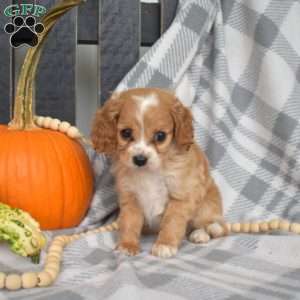 Rosie, Miniature Poodle Mix Puppy