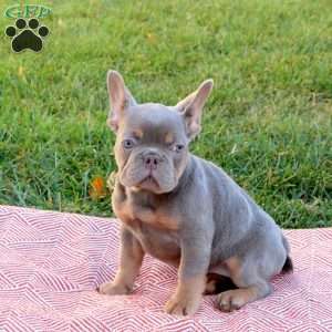 Rosie, French Bulldog Puppy