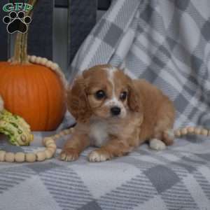 Rosie, Miniature Poodle Mix Puppy