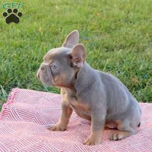 Rosie, French Bulldog Puppy