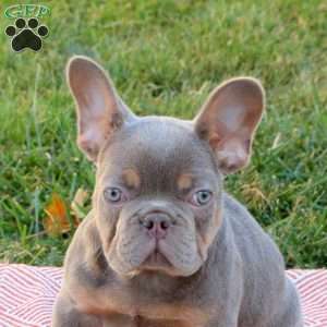 Rosie, French Bulldog Puppy