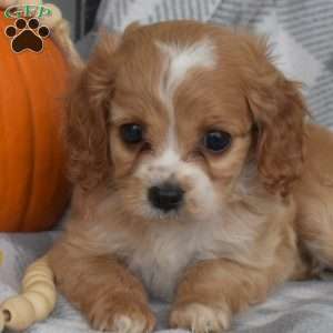 Rosie, Miniature Poodle Mix Puppy