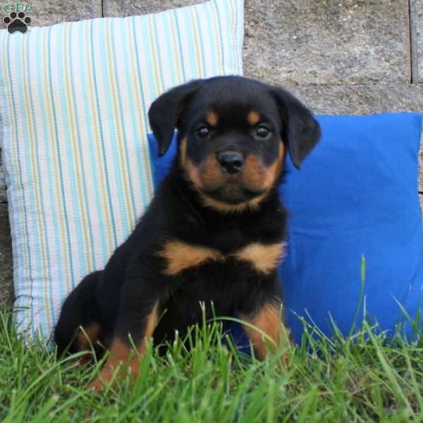 Rosko, Rottweiler Puppy