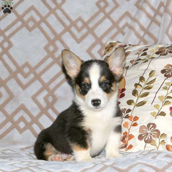 Ross, Pembroke Welsh Corgi Puppy