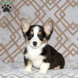 Ross, Pembroke Welsh Corgi Puppy