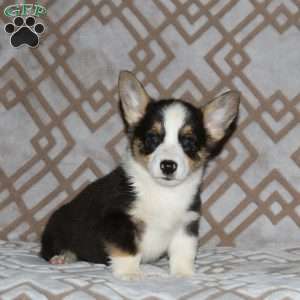 Ross, Pembroke Welsh Corgi Puppy