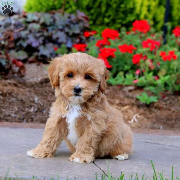 Ross, Maltipoo Puppy