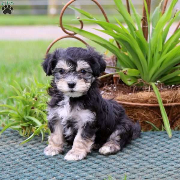 Ross, Havanese Puppy