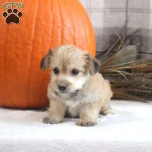 Rowan, Yorkie-Chon Puppy