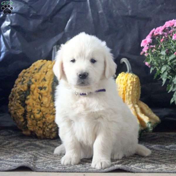 Roxie, English Cream Golden Retriever Puppy