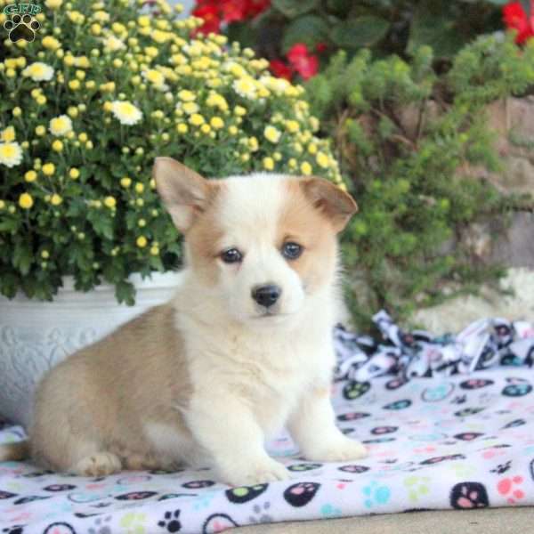 Roxie, Pembroke Welsh Corgi Puppy