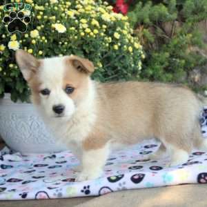 Roxie, Pembroke Welsh Corgi Puppy