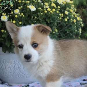 Roxie, Pembroke Welsh Corgi Puppy