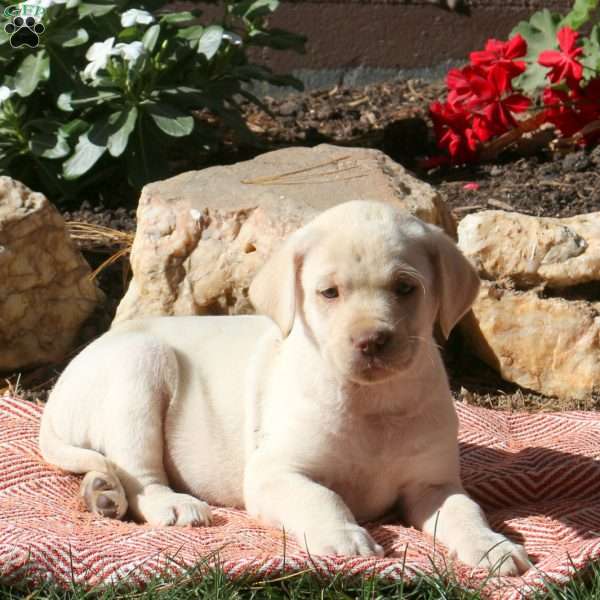 Roxy, Yellow Labrador Retriever Puppy