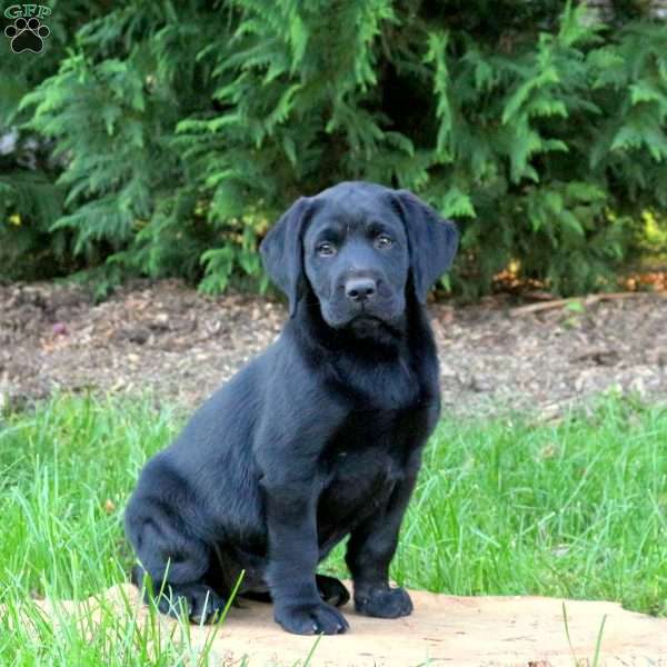 Roxy, Black Labrador Retriever Puppy