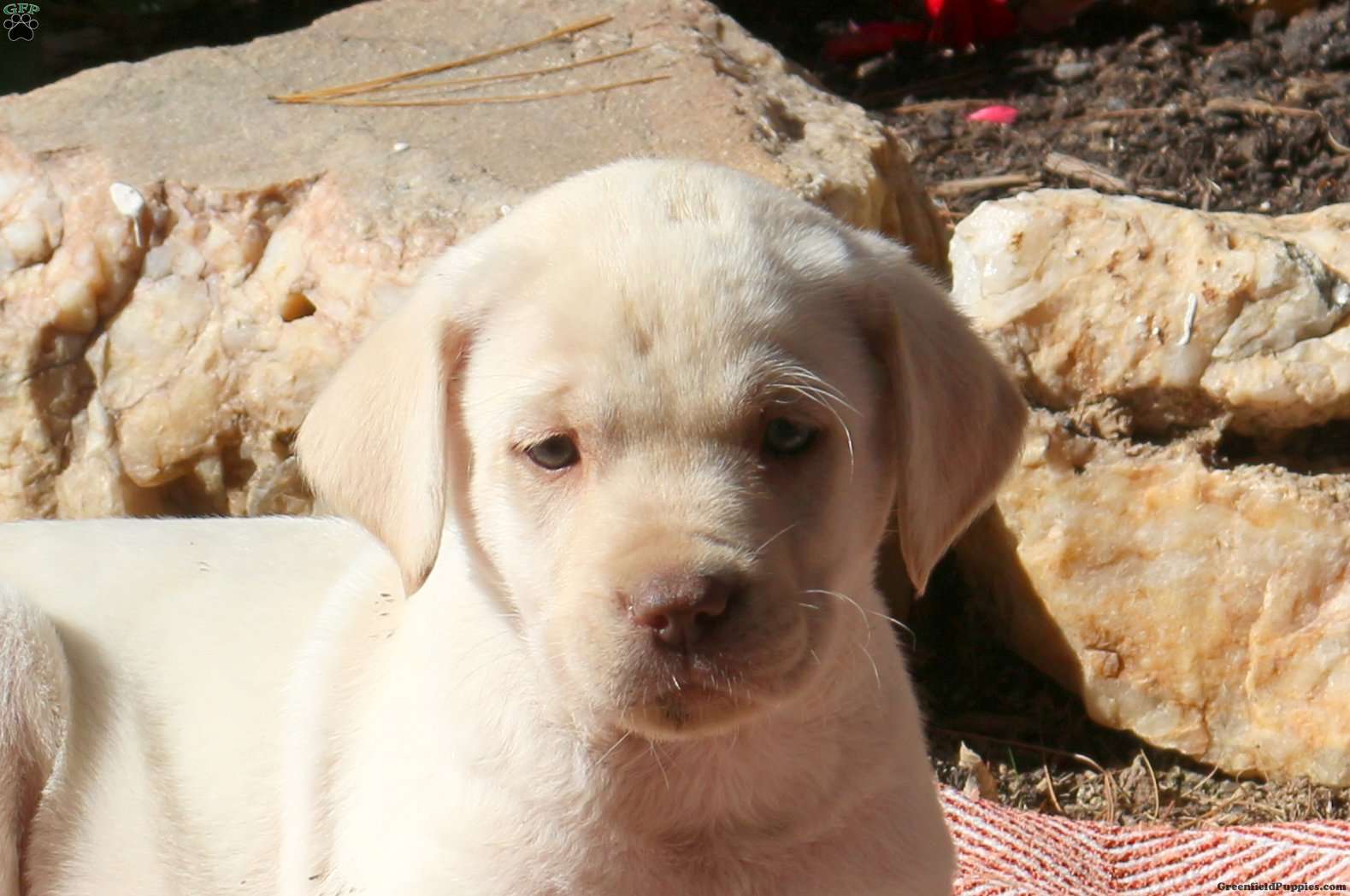Roxy Yellow Labrador Retriever Puppy For Sale in Pennsylvania
